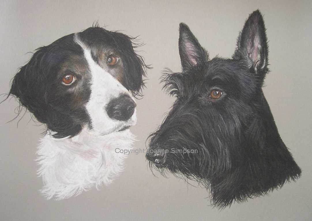 Scottish Terrier portrait by Joanne Simpson